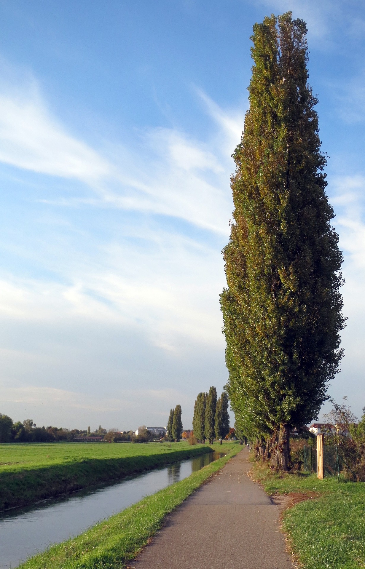 Image of the foremost of a line of Lombardy poplar trees, Populus nigra, Italica or Lombardy cultivar